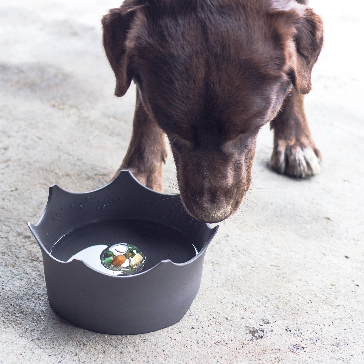 Wasserschale Crown Juwel für Hund & Katze - Schiefergrau